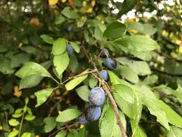 Attēlu rezultāti vaicājumam “Prunus domestica subsp. domestica leaf”