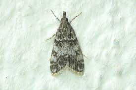 Attēlu rezultāti vaicājumam “Eudonia lacustrata”