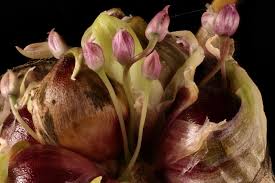 Attēlu rezultāti vaicājumam “Allium sativum bud”