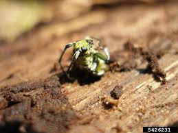 Attēlu rezultāti vaicājumam “Saperda scalaris”