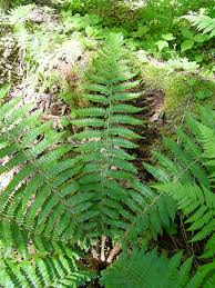 Attēlu rezultāti vaicājumam “Polystichum braunii”
