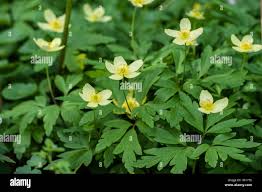 Attēlu rezultāti vaicājumam “Anemone x lipsiensis”