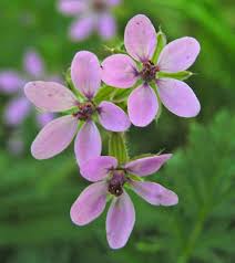 Attēlu rezultāti vaicājumam “Erodium cicutarium”