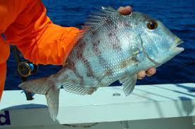 Image result for Calamus nodosus