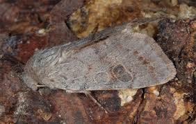 Attēlu rezultāti vaicājumam “Orthosia populeti”