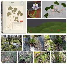 Attēlu rezultāti vaicājumam “Viola epipsila leaf”