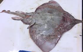 Image result for Dipturus laevis