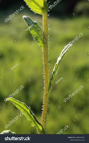 Attēlu rezultāti vaicājumam “Anchusa arvensis leaf”
