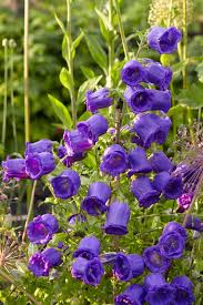 Image result for Campanula medium