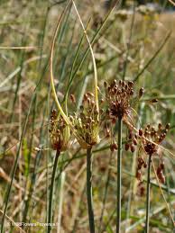 Attēlu rezultāti vaicājumam “Allium oleraceum bud”