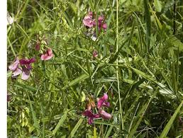Attēlu rezultāti vaicājumam “Lathyrus sylvestris”
