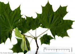 Attēlu rezultāti vaicājumam “Acer platanoides”