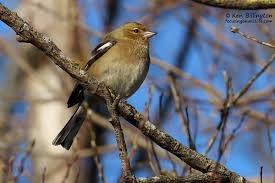 Attēlu rezultāti vaicājumam “Fringilla coelebs female”
