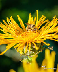 Image result for Inula helenium