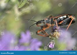 Attēlu rezultāti vaicājumam “Rhynocoris annulatus nymph”