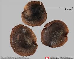 Attēlu rezultāti vaicājumam “Linaria vulgaris fruit”