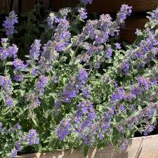 Attēlu rezultāti vaicājumam “Nepeta x faassenii flower”