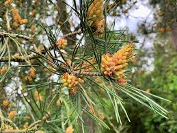 Attēlu rezultāti vaicājumam “Pinus sylvestris male flower”