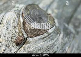 Attēlu rezultāti vaicājumam “Jalla dumosa”