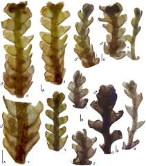 Attēlu rezultāti vaicājumam “Scapania apiculata”