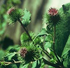 Attēlu rezultāti vaicājumam “Arctium”