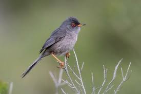 Image result for Sylvia sarda