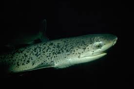 Image result for Notorynchus cepedianus