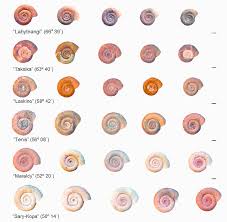 Attēlu rezultāti vaicājumam “Planorbis planorbis”