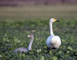 Attēlu rezultāti vaicājumam “Cygnus cygnus adult”
