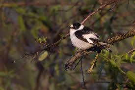 Image result for Ficedula albicollis