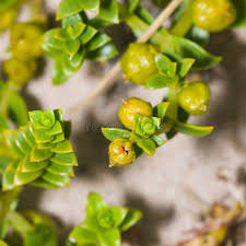 Attēlu rezultāti vaicājumam “Honckenya peploides flower”