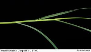 Attēlu rezultāti vaicājumam “Poa remota leaf”