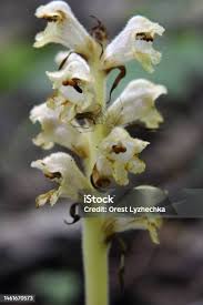 Attēlu rezultāti vaicājumam “Orobanche reticulata flower”