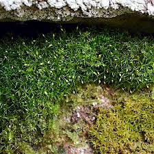 Attēlu rezultāti vaicājumam “Rhabdoweisia fugax”