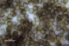 Attēlu rezultāti vaicājumam “Didymium nigripes macro”