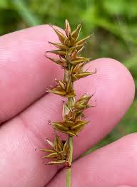 Attēlu rezultāti vaicājumam “Carex spicata”