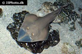 Image result for Glaucostegus cemiculus