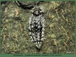 Attēlu rezultāti vaicājumam “Lymantria monacha pupa”