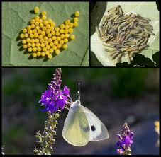 Attēlu rezultāti vaicājumam “Pieris brassicae underside”