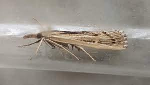 Attēlu rezultāti vaicājumam “Pediasia fascelinella”