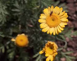 Image result for Anthemis tinctoria