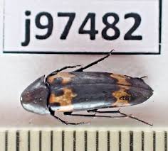 Attēlu rezultāti vaicājumam “Melandryidae”