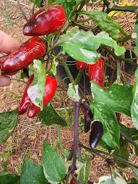 Afbeeldingsresultaat voor biker billy jalapeno hot pepper