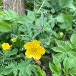 Attēlu rezultāti vaicājumam “Ranunculus cassubicus flower”