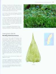 Attēlu rezultāti vaicājumam “Platydictya jungermannioides”