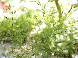 Attēlu rezultāti vaicājumam “Poa palustris”