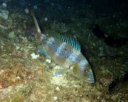 Image result for Dentex dentex