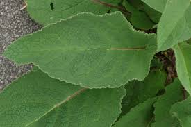 Attēlu rezultāti vaicājumam “Verbascum nigrum leaf”