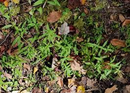 Attēlu rezultāti vaicājumam “Galium boreale leaf”