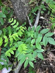 Attēlu rezultāti vaicājumam “Juglans cinerea leaf”